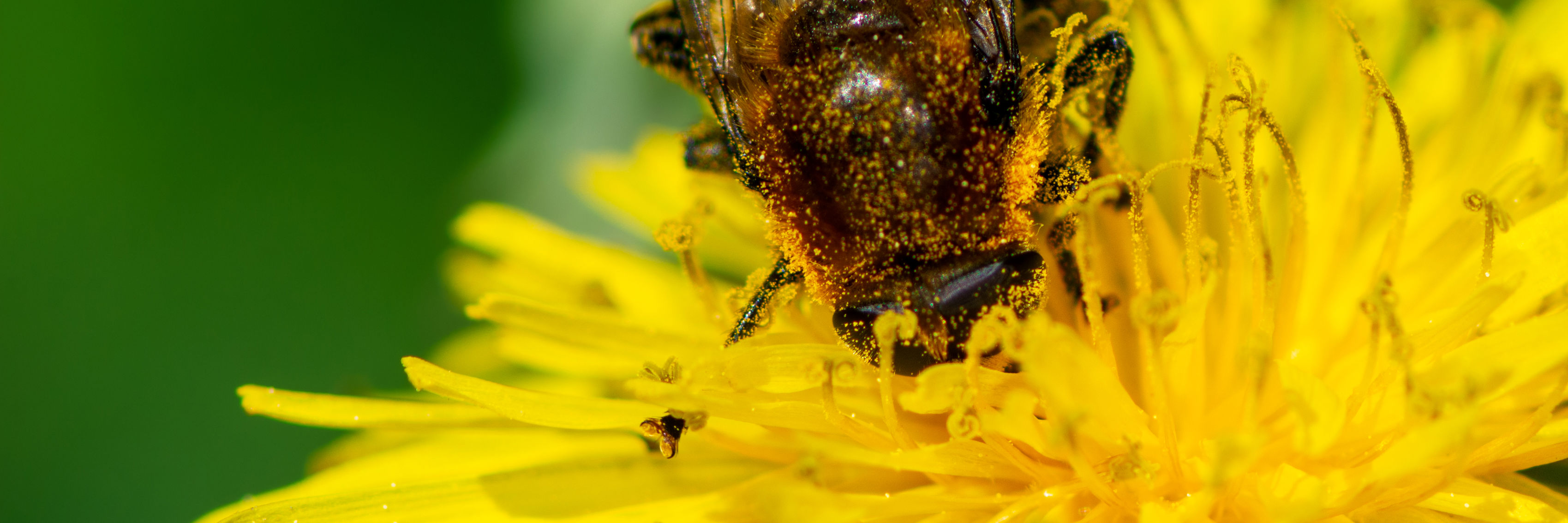 Bi sidder i mælkebøtte