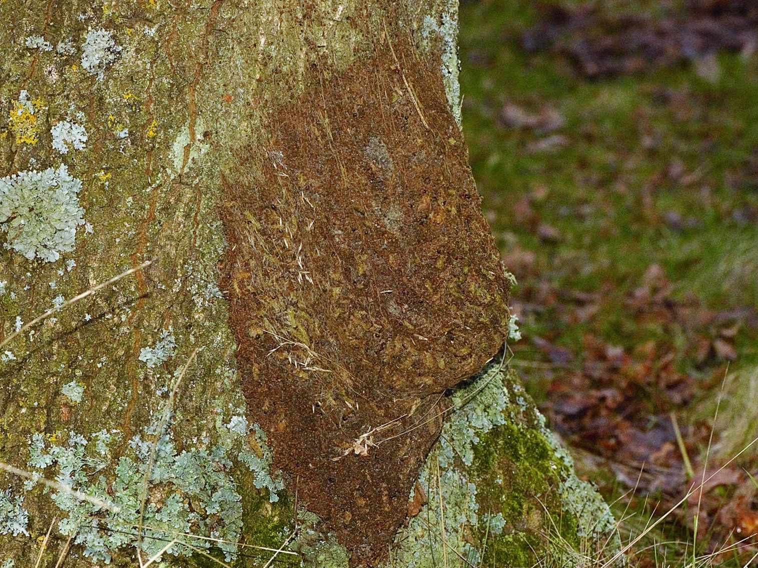 Egeprocessionsspinder